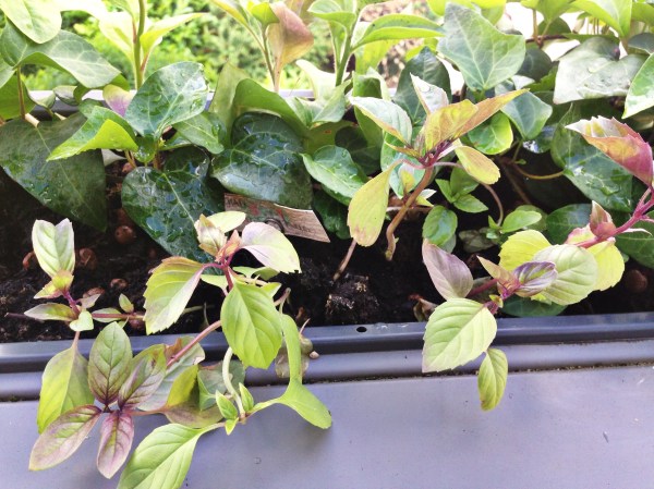 2014-06-12 09.31.33-1