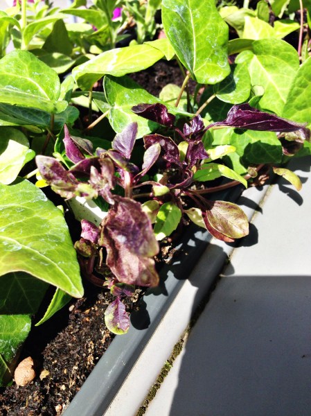 2014-07-16 13.19.21-1