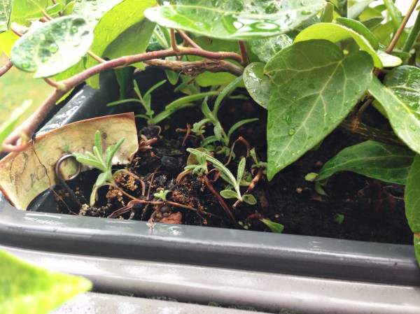 2014-08-03 07.03.21-1