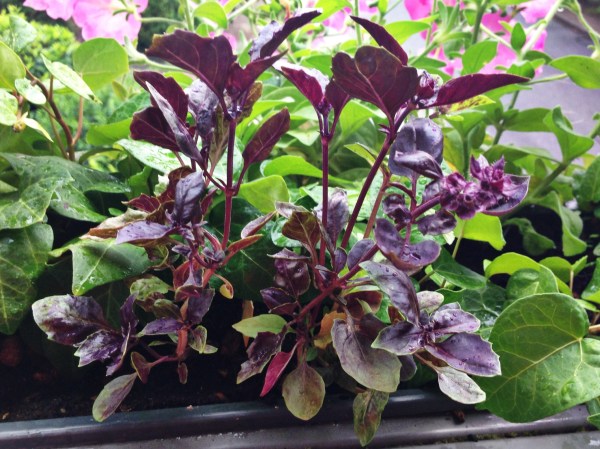 2014-08-03 07.04.35-1