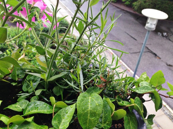 2014-08-03 07.04.48-1