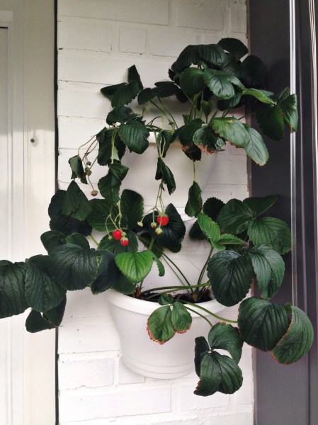 2014-08-03 07.05.15-1