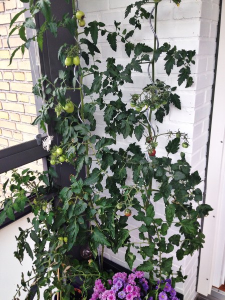 2014-08-03 07.05.52-1